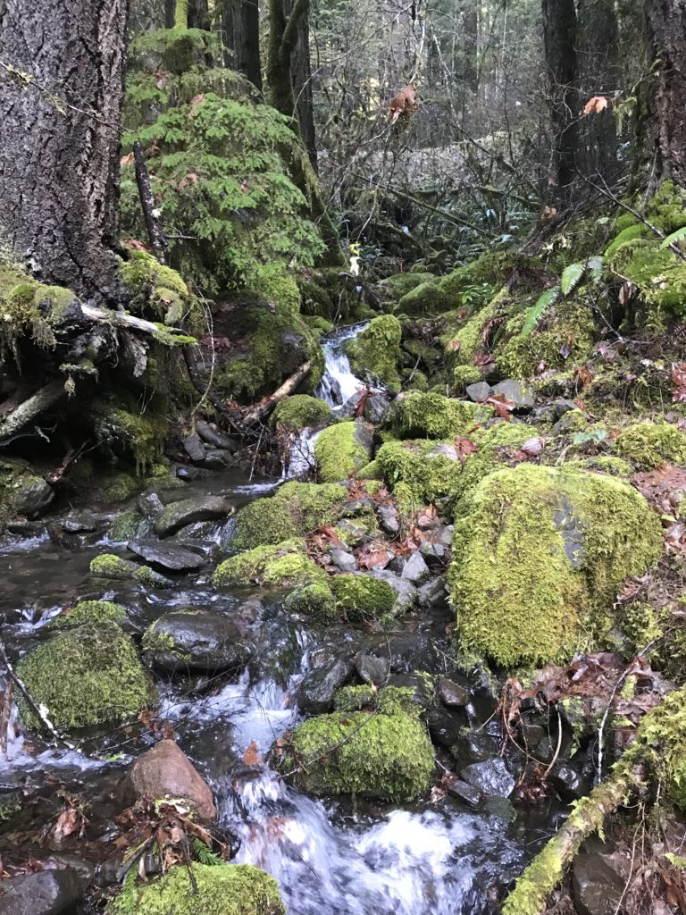 Forest around the McKenzie River